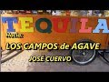 CAMPOS de AGAVE en TEQUILA JALISCO - TOURS desde GUADALAJARA - Lorena Lara