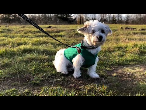 Wideo: Jak Uszyć Kombinezon Dla Psa