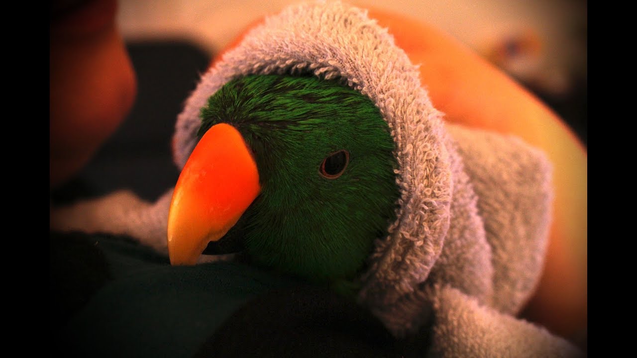 Bird Wash YouTube