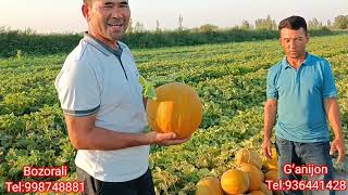 : Qovun ishqibozlari uchun SuperQovun 2 2023 yil 15 iyul