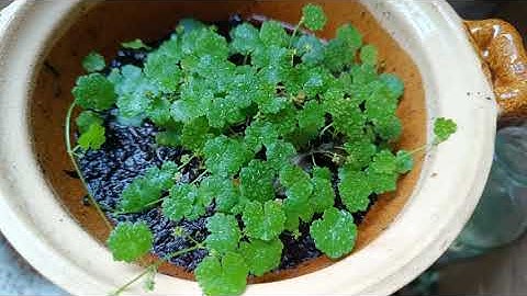 NGẮM CÁC LY, CHÉN NHỎ TRỒNG CÂY RAU MÁ ĐỒNG TIỀN/CỎ ĐỒNG TIỀN VÀ CÂY RAU MÁ HƯƠNG TRONG NỒI ĐẤT 