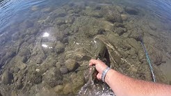 Bow River Trout Fishing. Calgary AB. Mid August 2017 