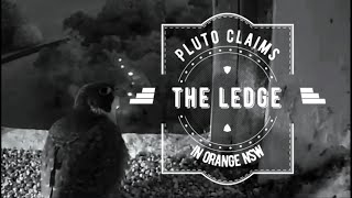 Pluto Claims The Ledge - Orange Peregrine Falcons 2.Dec.2019