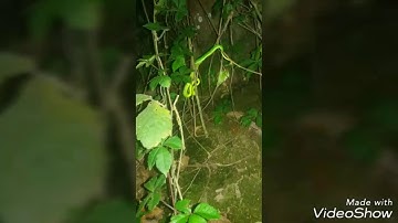 Top ảnh đẹp nhất về rắn Lục Kim đuôi đỏ