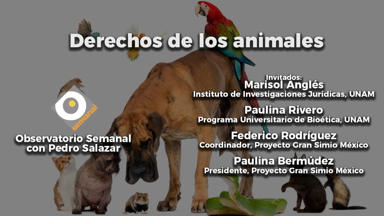 Que Son Los Derechos De Los Animales Image to u
