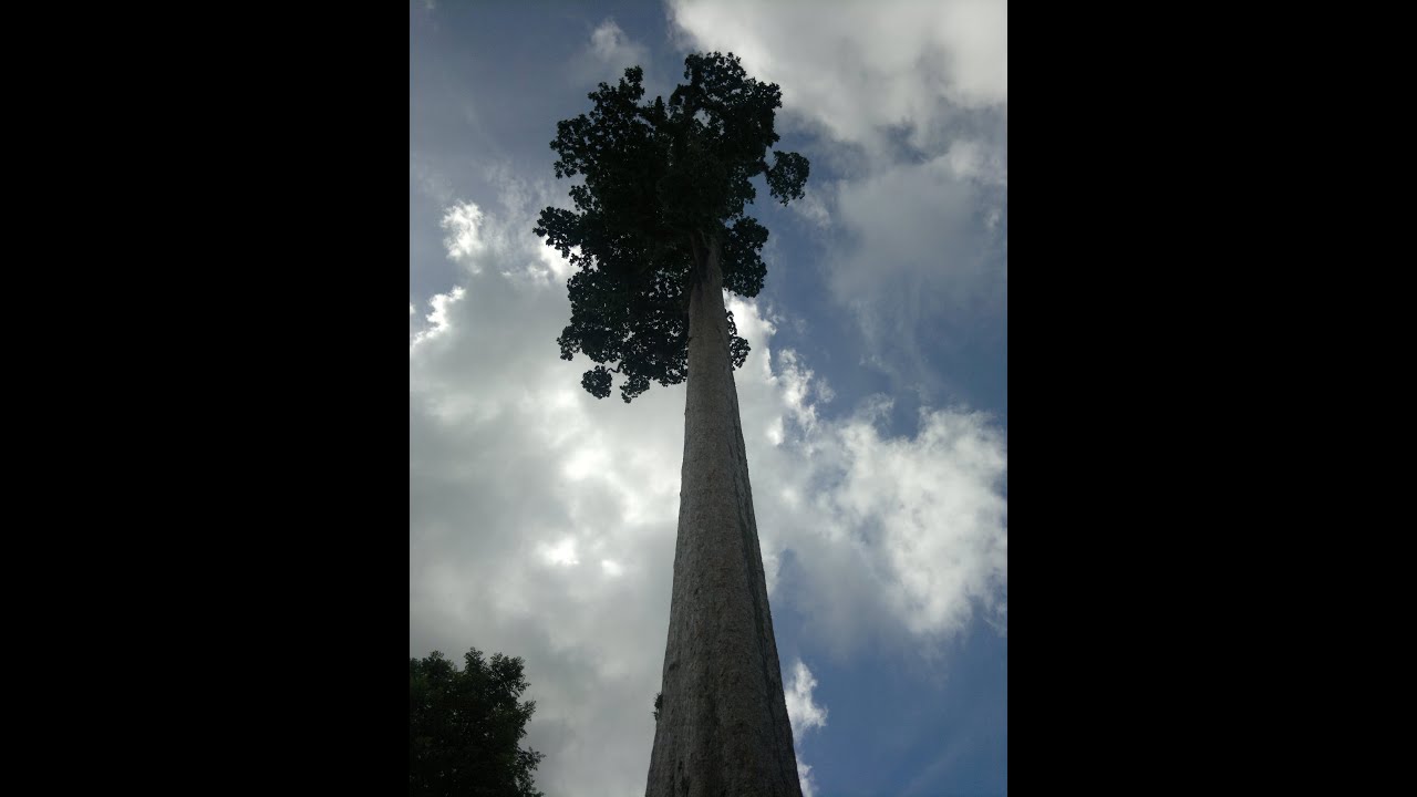 2010 Visit to the Tallest Tree in the Philippines YouTube