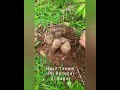 Hasil tanam Ubi Banggai di Bogor