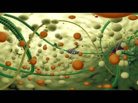 Virtual Reality - Inside a fungal cell