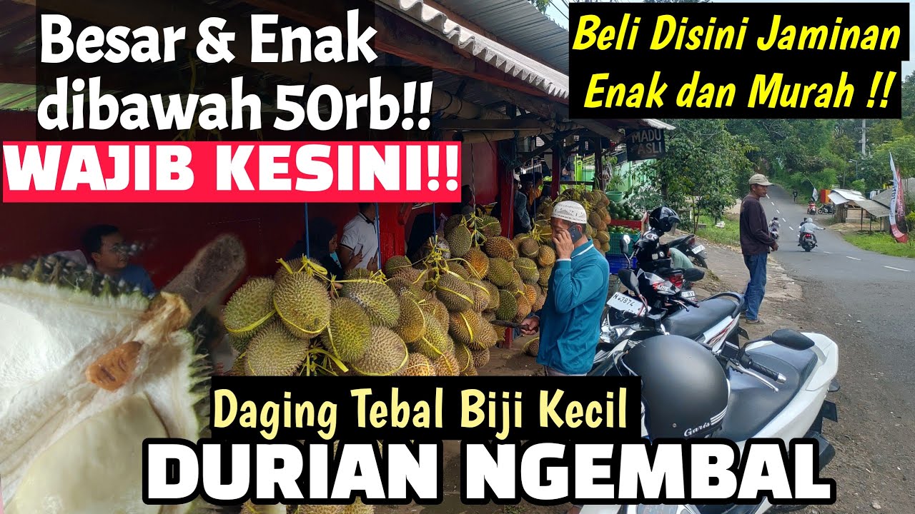 DURIAN BESAR MURAH DAN ENAK - KAMPUNG DURIAN NGEMBAL TUTUR | LOKASI DURIAN PALING ENAK DI JAWA TIMUR