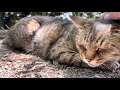 目の前にお座りしてブラッシングに微笑む可愛い女子キジ猫ちゃん