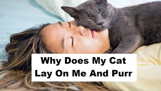 Why Does My Cat Lay On Me And Purr | What do it mean when a cat purr on you?