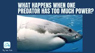 Utilizing Community Detection Algorithms to Identify Predators Threatening Oceanic Prey