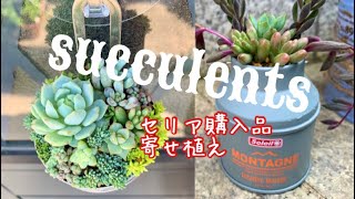 多肉植物 寄せ植え セリア購入品 粉ふるい エケベリア 新しい多肉棚 趣味 ガーデニング Youtube