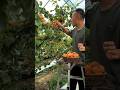 Peaches farming life and harvest activity #fruit #2026 #yummy #shorts #viral