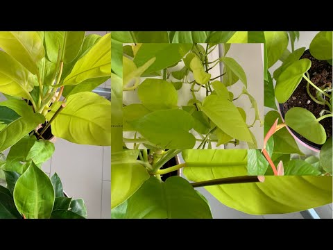 Vídeo: Belas Plantas Ornamentais Mudam A Cara Da Cidade