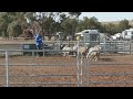Marionvale Di WA State Yard &amp; Utility Championships 2025 | Winning run.