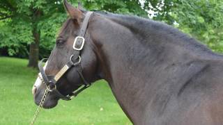 Claiborne Farm and Memories of Secretariat. Graveyard / cemetery