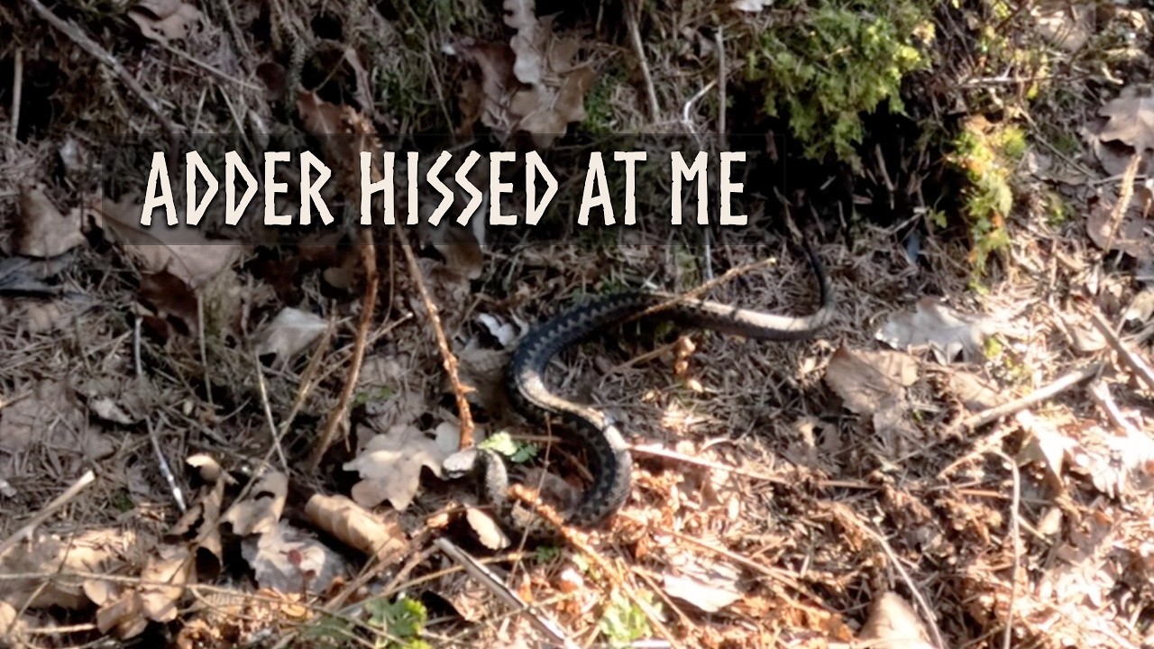 🐍 4K Spring Forest Walk | Adder Encounter, Mushrooms & Birdsong (No Talking, No AI)
