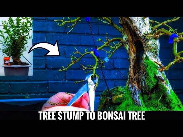 Transform Your Bonsai with Privet Hedge - Ligustrum ovalifolium!
