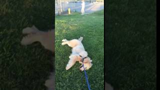 Puppy doesn't want to walk anymore