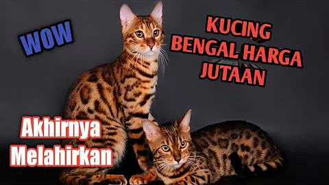 Video 8854621: kucing american shorthair, bengal leopard, kucing asian leopard