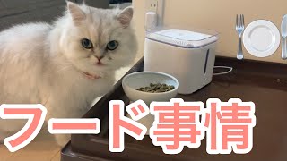 【ご飯】白もふ猫の普段のご飯のご紹介