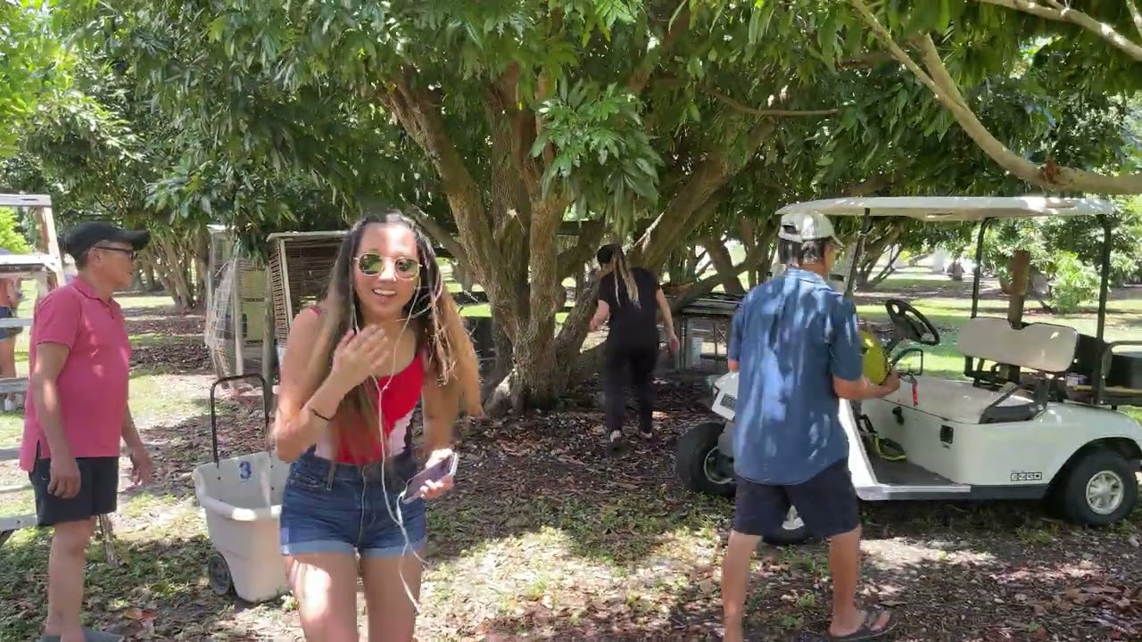 Exotic Logan fruit in Homestead Florida.  Future Lily and Dennis home.