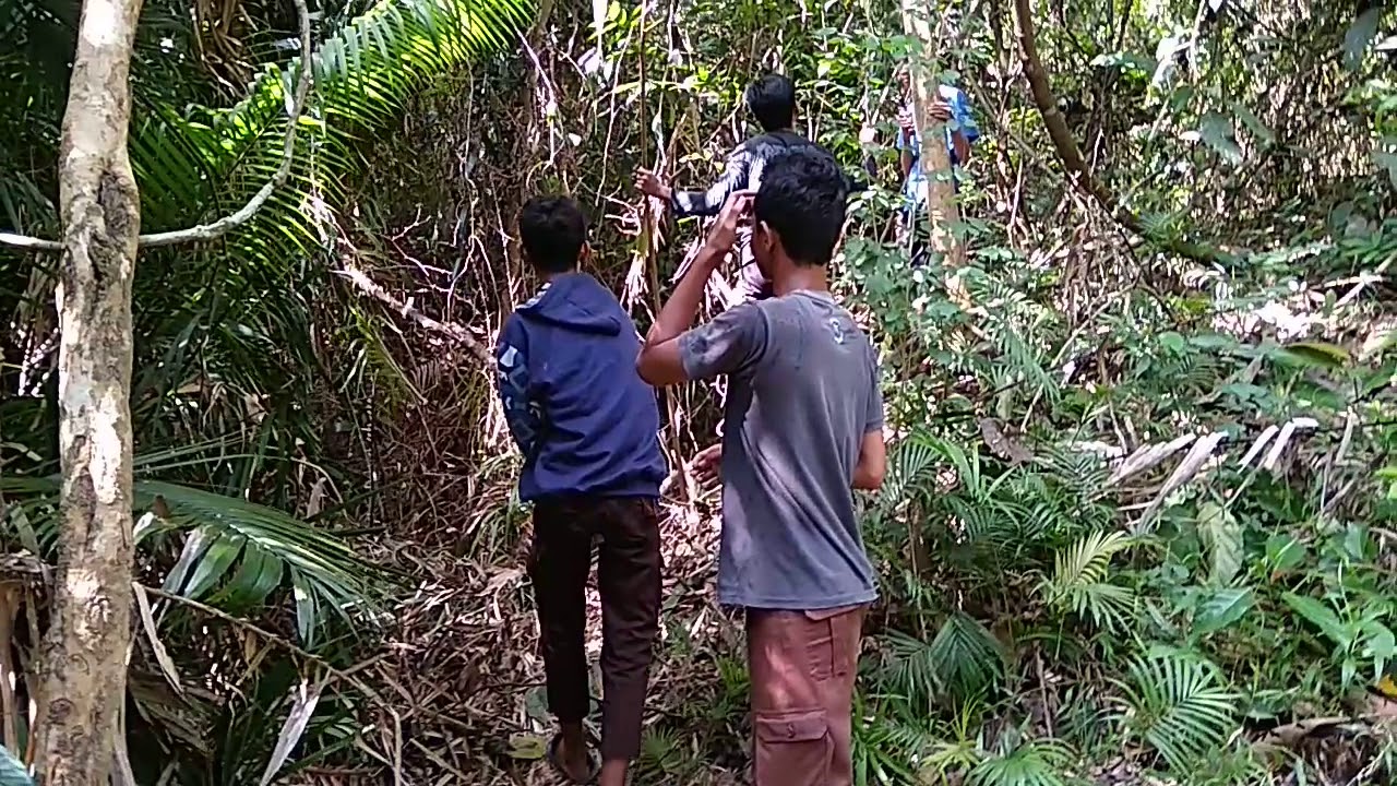 Cari rotan   di hutan  blAnTara YouTube