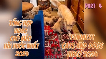 Tổng Hợp Video Chó Mèo Hài Hước Nhất 2024 | Funniest Cats And Dogs Video 2024 | Part 4