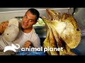 Frank acorda ao lado de um lagarto de gola | Perdido na Austrália | Animal Planet Brasil