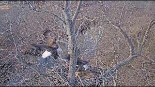 Dulles Greenway Eagle Cam: A Gift for Breakfast (short) by C Mitchell 138 views 1 year ago 1 minute, 56 seconds