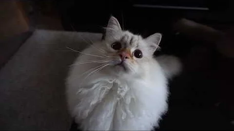 Watch the video about Beautiful Fluffy Siberian Kitten Play time