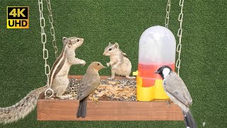 TV For Cats - Backyard Squirrels & Birds Watching - 8 hour Cat Tv - 4k UHD