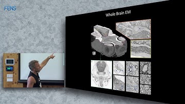 Florian Engert on Evidence accumulation and perceptual decision making in the larval zebrafish