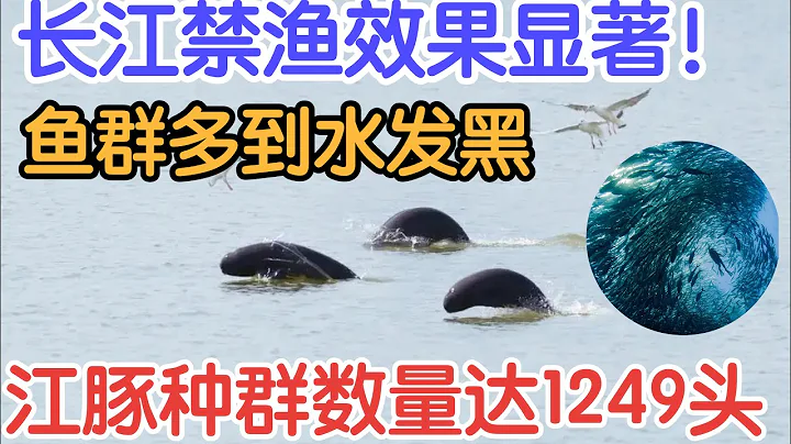 長江禁漁效果顯著！魚群多到水發黑，江豚種群數量達1249頭 - 天天要聞