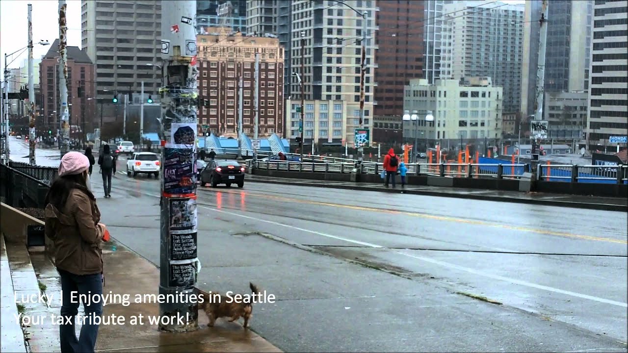 Downtown Seattle OffLeash Dog Park on Pine St. (Plymouth Pillars Park) YouTube