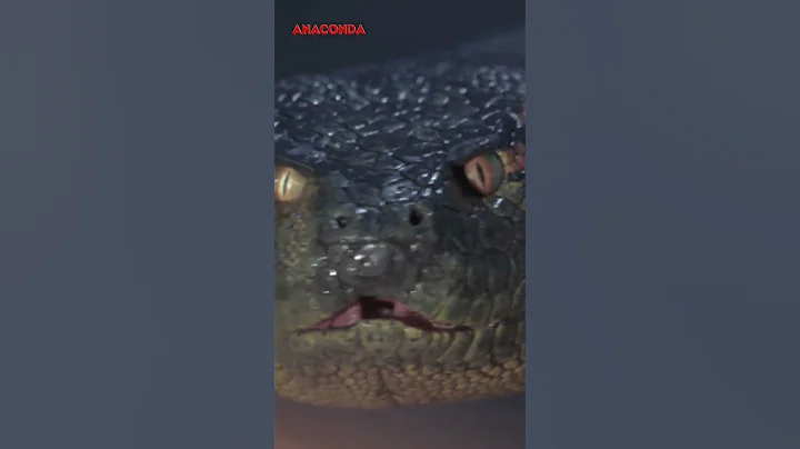 Anaconda - Paul Takes Out Tranquilizer (Jennifer Lopez, Jon Voight #shorts #short #shortvideo )