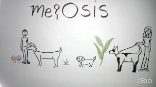 What is Meiosis?