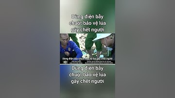 Dùng điện bẫy chuột bảo vệ lúa gây chết người