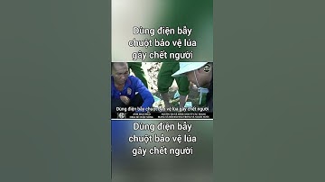 Dùng điện bẫy chuột bảo vệ lúa gây chết người