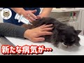 【長毛元野良猫】医師の解説付き!病院で新たな病気「カリシ」が見つかってしまいました…