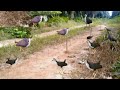 Bird catching video | Traditional bird trap  video | Jal Murgi Bird Trap 