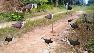Bird catching video | Traditional bird trap  video | Jal Murgi Bird Trap 