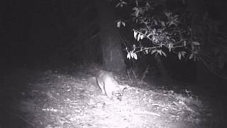 Fox intently tracking a scent