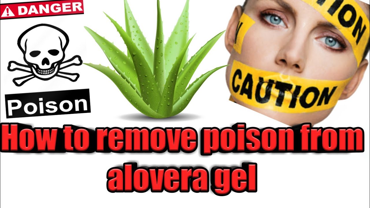 How To Remove Poison From Aloevera Plant Before Use Youtube