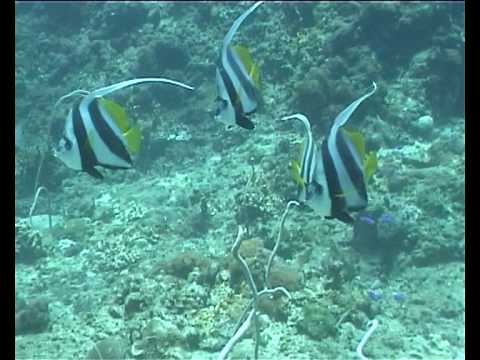 Long Fin Banner Fish - YouTube