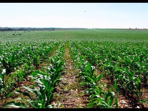 Vídeo: Milho. Técnica Agrícola Correta