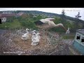 Stork kills chick - A kis fióka szelektálása - Jasienia /polish, lengyel/ - 2021.06.04