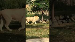 White lion in dubai safari park