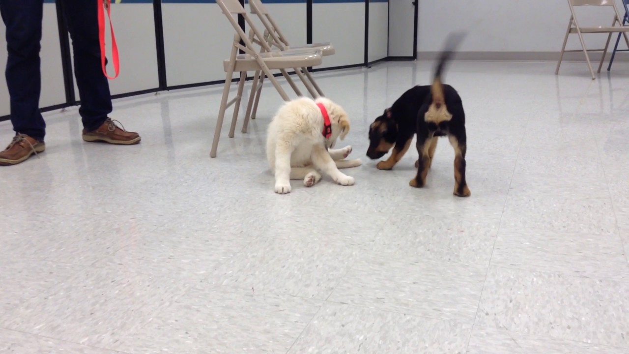 Puppy Level 1 class offering off leash play at Petco. YouTube
